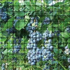 Bird B Gone Garden Bird Netting 3/4 in. Mesh - Black - 14 ft. x 100 ft. -Algreen Sales Store bird b gone animal barriers un 341 31 1000