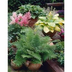 Bloomsz Great Shade Patio Perennial Collection Roots (3-Pack)