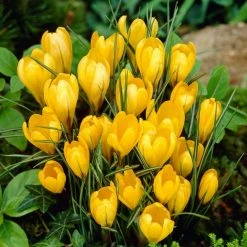 Bloomsz Crocus Bulbs Yellow Mammoth Flower Bulb (20-Pack)
