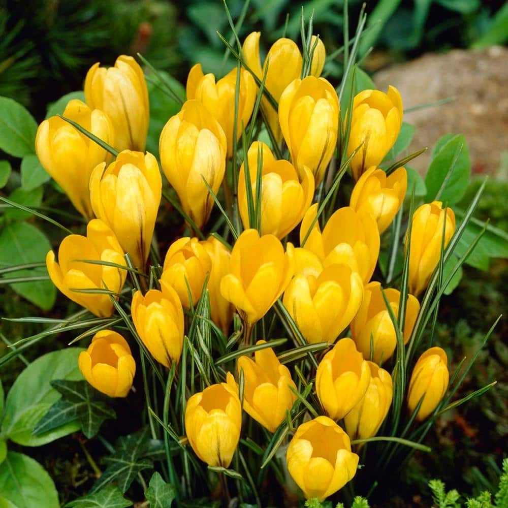 Bloomsz Crocus Bulbs Yellow Mammoth Flower Bulb (20-Pack) 1 Bloomsz Crocus Bulbs Yellow Mammoth Flower Bulb (20-Pack)