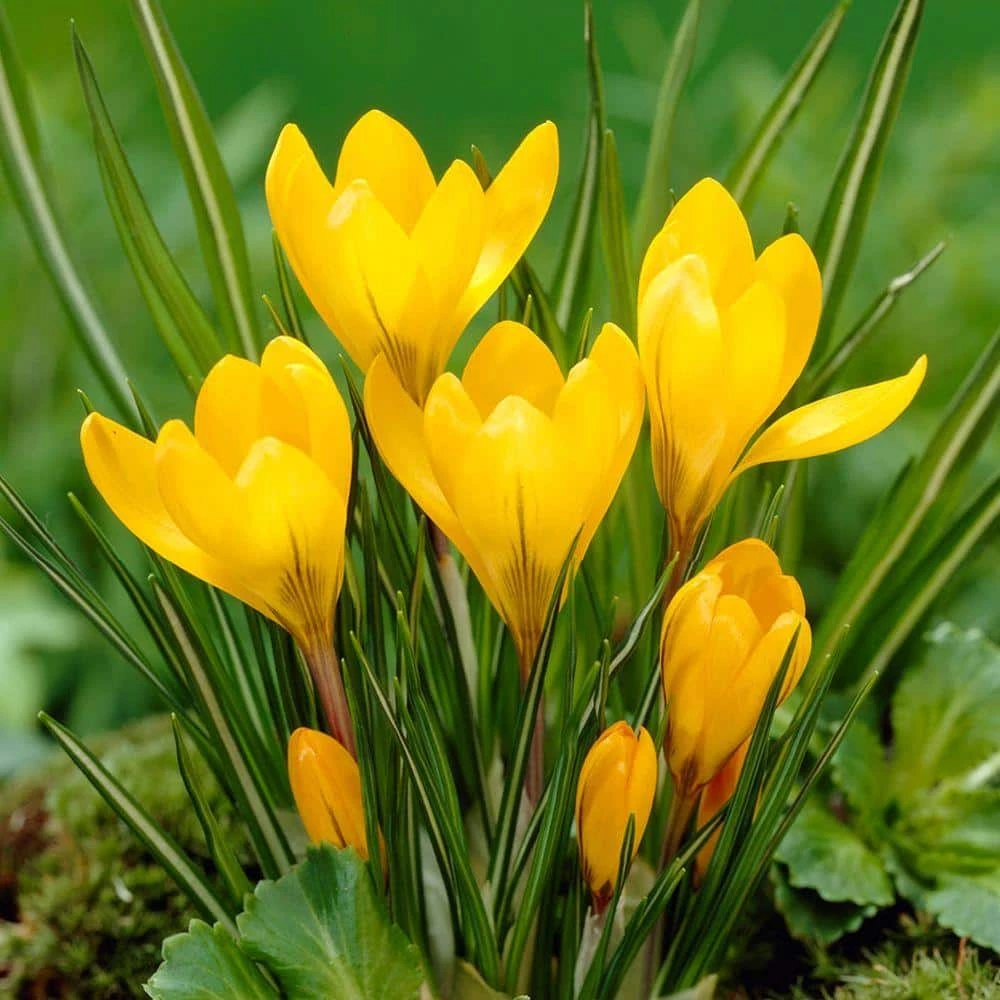 Bloomsz Crocus Bulbs Yellow Mammoth Flower Bulb (20-Pack) 2 Bloomsz Crocus Bulbs Yellow Mammoth Flower Bulb (20-Pack) - Image 2