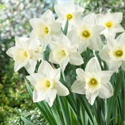 Bloomsz Daffodil Mount Hood Flower Bulb (8-Pack)