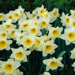 Bloomsz Daffodil Ice Follies Flower Bulb (8-Pack)