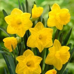 Bloomsz Trumpet Daffodil Dutch Master Flower Bulb (8-Pack)
