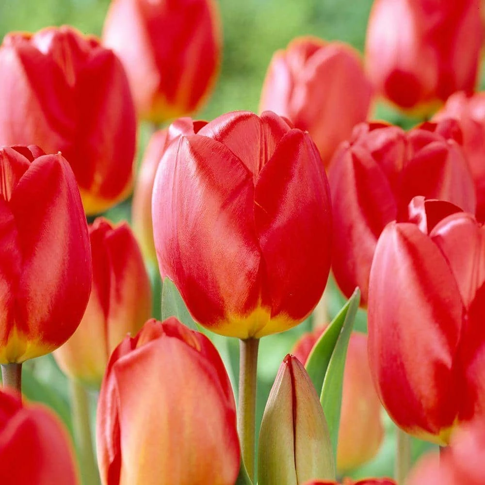 Bloomsz Darwin Tulip Red Oxford Flower Bulb (8-Pack) 2 Bloomsz Darwin Tulip Red Oxford Flower Bulb (8-Pack) - Image 2