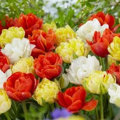 Bloomsz Double Late Tulip Mix Flower Bulb (8-Pack)
