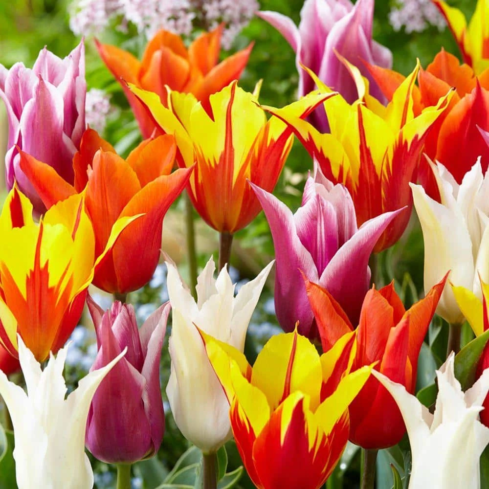 Bloomsz Lily Flowered Tulip Bulb Mix Flower Bulb (8-Pack) 1 Bloomsz Lily Flowered Tulip Bulb Mix Flower Bulb (8-Pack)