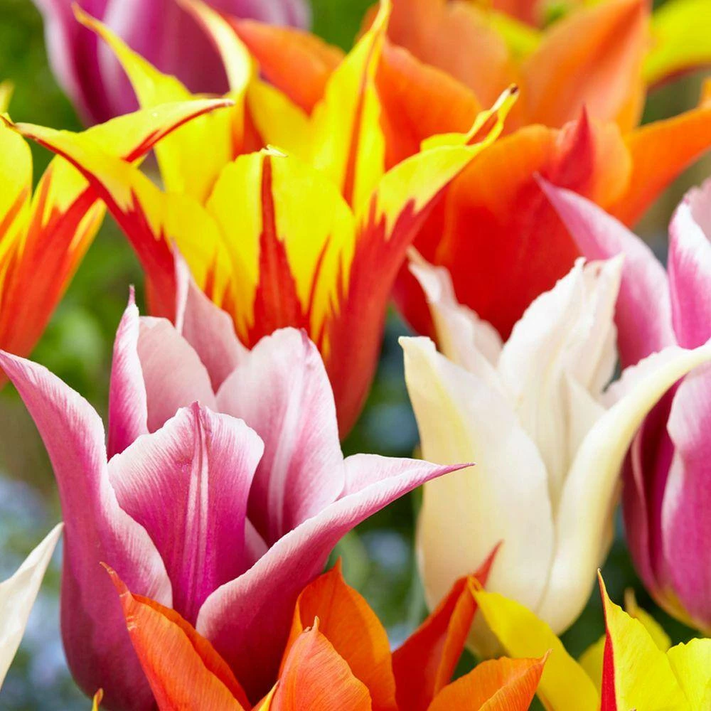Bloomsz Lily Flowered Tulip Bulb Mix Flower Bulb (8-Pack) 2 Bloomsz Lily Flowered Tulip Bulb Mix Flower Bulb (8-Pack) - Image 2