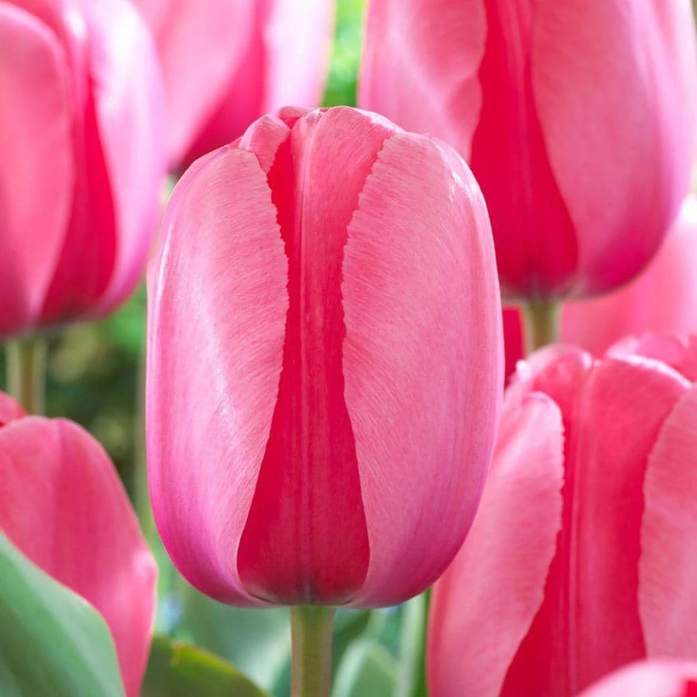 Bloomsz Darwin Tulip Bulbs Pink Impression Flower Bulb (20-Pack) 2 Bloomsz Darwin Tulip Bulbs Pink Impression Flower Bulb (20-Pack) - Image 2
