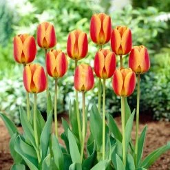 Bloomsz Darwin Tulip Apeldoorn Elite Flower Bulb (10-Pack)