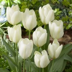 Bloomsz Tulip White Emperor Flower Bulb (10-Pack)