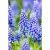 Bloomsz Muscari Armeniacum (60-Pack)