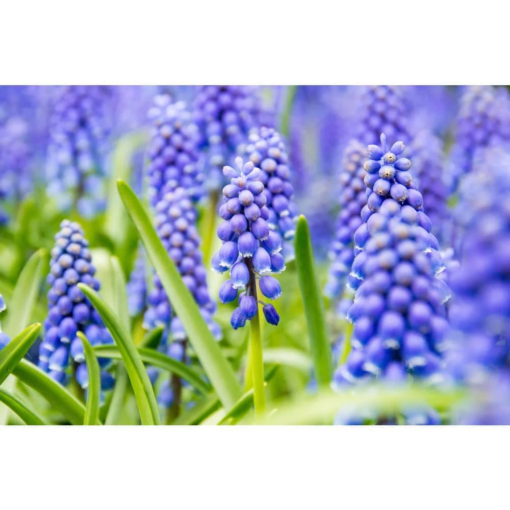 Bloomsz Muscari Armeniacum (60-Pack) 2 Bloomsz Muscari Armeniacum (60-Pack) - Image 2
