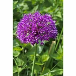 Bloomsz Persian Blue Allium (5-Pack)