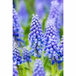 Bloomsz Giant Hyacinth Mixture 12 Bulbs (12-Pack)