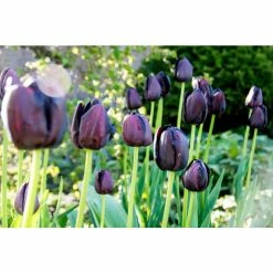Bloomsz Queen of Night Tulip (10-Pack)