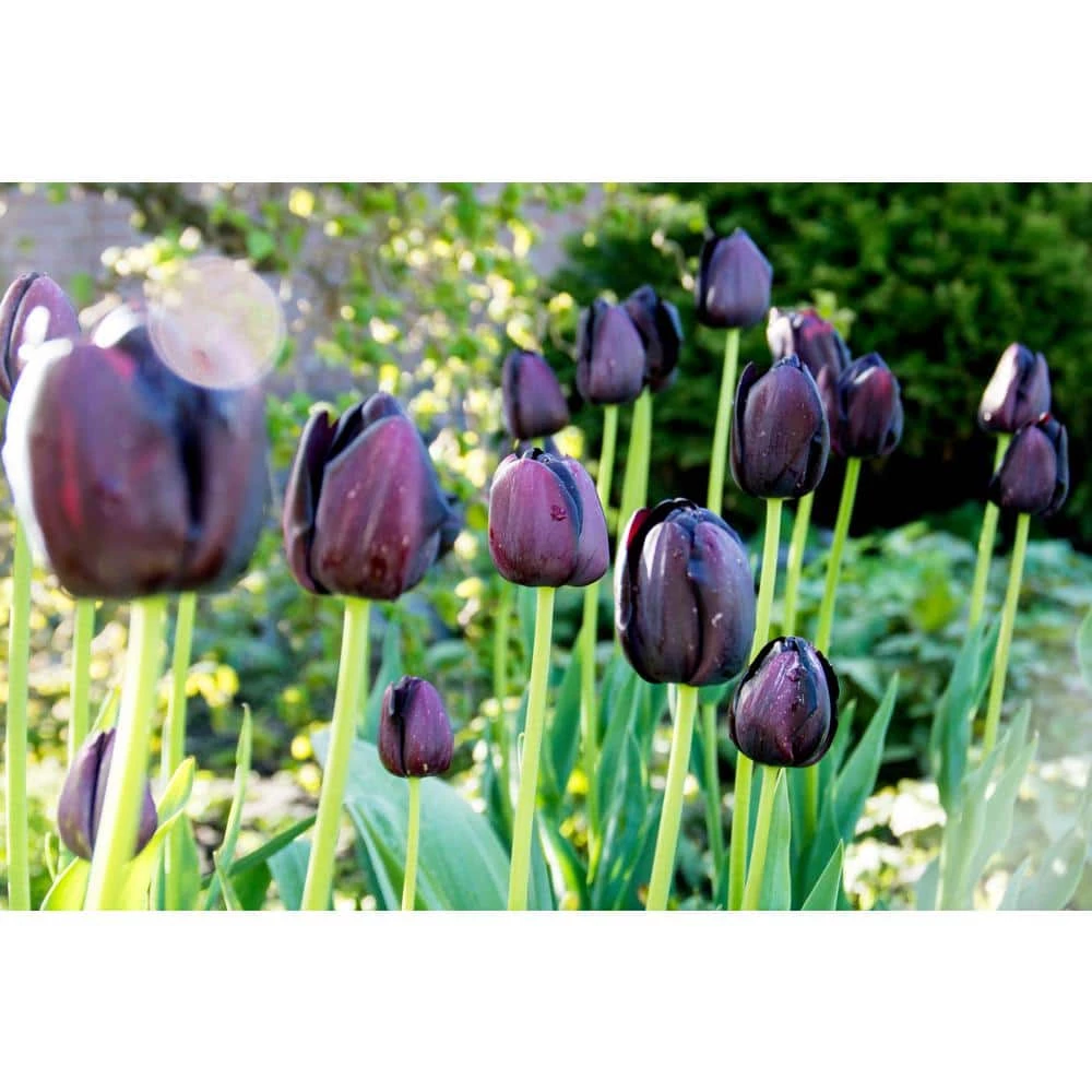 Bloomsz Queen of Night Tulip (10-Pack) 1 Bloomsz Queen of Night Tulip (10-Pack)
