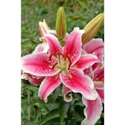 Bloomsz Stargazer Oriental Lily (3-Pack)