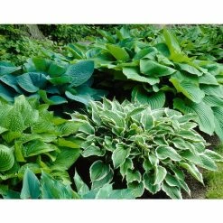 Bloomsz Hosta Mixture Bareroot (3-Pack)
