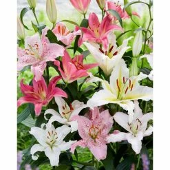 Bloomsz Oriental Lily Mixed Bareroot (5-Pack)