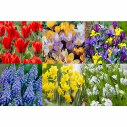 Bloomsz Wild Flower Bulb Mix (100-Pack)