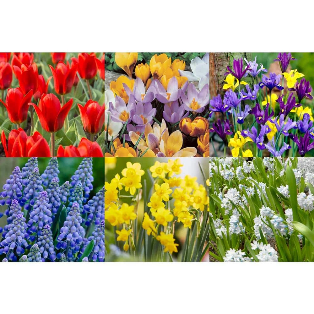 Bloomsz Wild Flower Bulb Mix (100-Pack) 1 Bloomsz Wild Flower Bulb Mix (100-Pack)