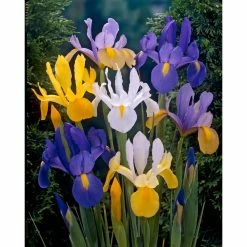 Bloomsz Dutch Iris Bareroot Mix (50-Pack)
