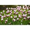 Bloomsz Flaming Baltic Tulip Bulbs (6-Pack)