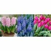 Bloomsz Early Bloomer Bulbs (35-Pack)
