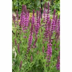 Bloomsz Ballerina Pink Saliva Bulbs (1-Pack)