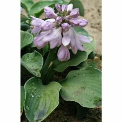 Bloomsz Blue Mouse Ears Hosta Bulb (1-Pack)