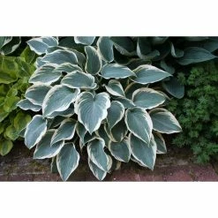 Bloomsz El Nino Hosta Bulb (1-Pack)