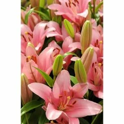 Bloomsz Foxtrot Asiatic Lilium Bulb