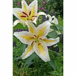Bloomsz Gold Band Oriental Lily Bulb (1-Pack)