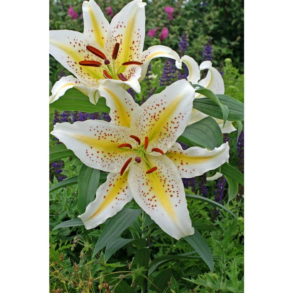 Bloomsz Gold Band Oriental Lily Bulb (1-Pack) 1 Bloomsz Gold Band Oriental Lily Bulb (1-Pack)