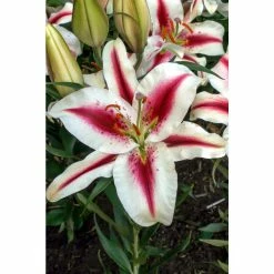 Bloomsz Hachi Oriental Lilium Bulbs (1-Pack)