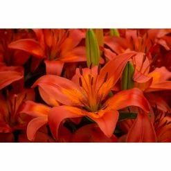 Bloomsz Matrix Asiatic Lilium Bulb (1-Pack)