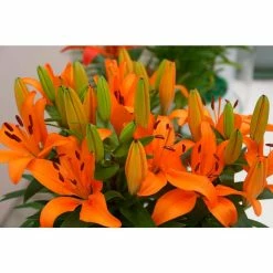 Bloomsz Matrix Orange Asiatic Lilium Bulb (1-Pack)