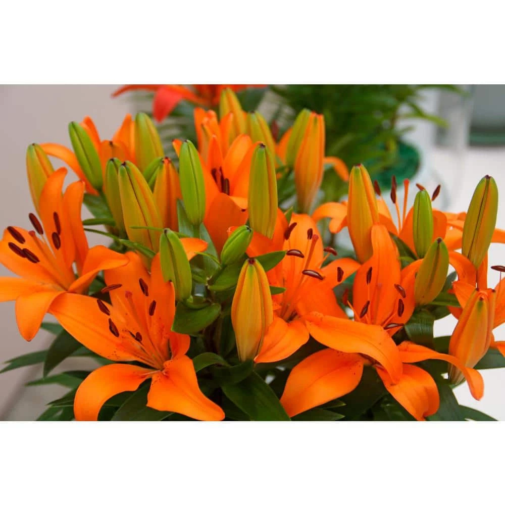 Bloomsz Matrix Orange Asiatic Lilium Bulb (1-Pack) 1 Bloomsz Matrix Orange Asiatic Lilium Bulb (1-Pack)