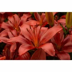 Bloomsz Matrix Red Asiatic Lilium Bulb (1-Pack)