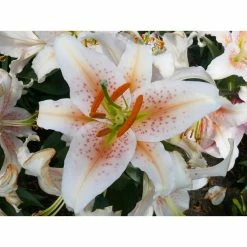 Bloomsz Salmon Star Oriental Lilium Bulb (1-Pack)
