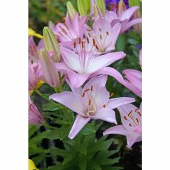 Bloomsz Sorocaba Asiatic Lilium Bulb (1-Pack)