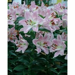 Bloomsz Souvenir Oriental Lilium Bulb (1-Pack)