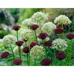 Bloomsz Allium Brother Bulbs (10-Pack)
