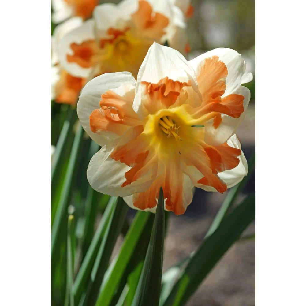 Bloomsz Narcis Apricot Witr Bulbs (8-Pack) 1 Bloomsz Narcis Apricot Witr Bulbs (8-Pack)