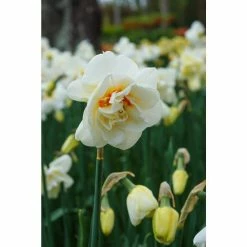 Bloomsz Daffodil Acropolis Bulbs (8-Pack)