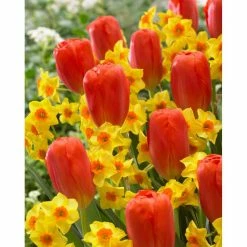 Bloomsz Blend Willem Tell Tulip Bulbs (10-Pack)