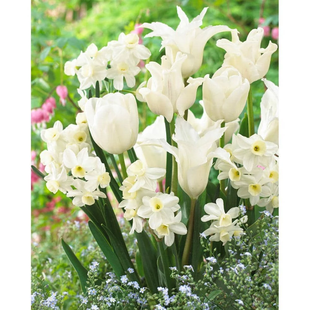 Bloomsz Blend White Valley Tulip and Daffodil Bulbs (10-Pack) 1 Bloomsz Blend White Valley Tulip and Daffodil Bulbs (10-Pack)