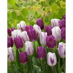 Bloomsz Blend Atlantic Tulip Bulbs (10-Pack)