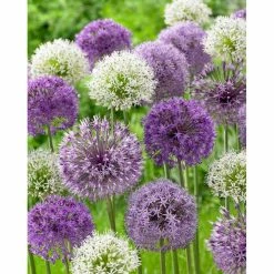 Bloomsz Allium Mixed Bulbs (10-Pack)